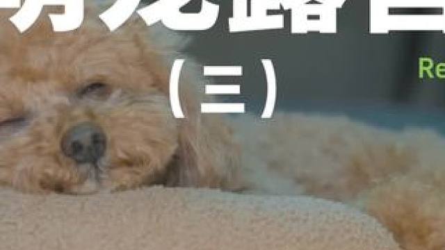 萌宠露营（三）
#露营 #萌宠 #助眠 #户外露营 #露营⛺