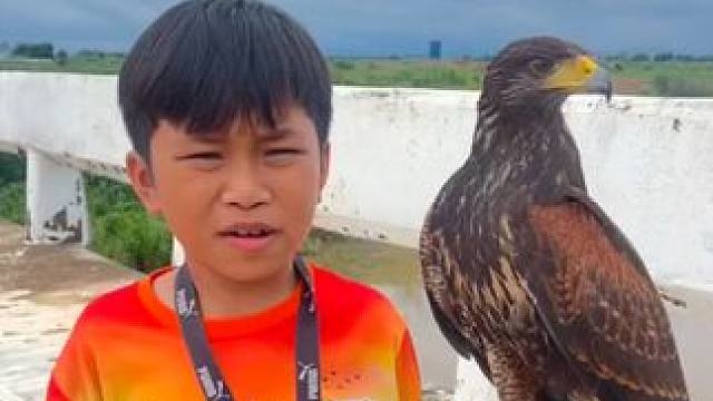 国外小孩的宠物栗翅鹰 #国外视频分享 #奇妙的动物 #宠物