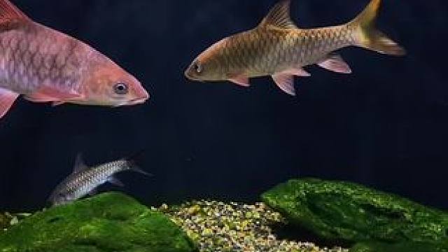 还是巴拉耀眼#蓝吉罗 #观赏鱼 #水族 #哥拉巴拉 #原生鱼