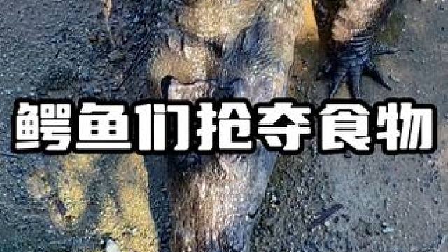 鳄鱼激烈的抢夺食物#鳄鱼 #鳄珍 #鳄珍鳄鱼酒