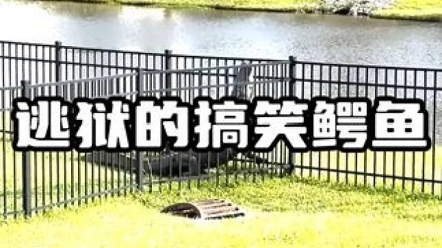 逃狱的搞笑鳄鱼#鳄鱼 #鳄珍 #鳄珍鳄鱼酒