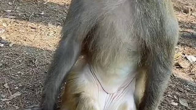 他叔也难啊#看一遍笑一遍