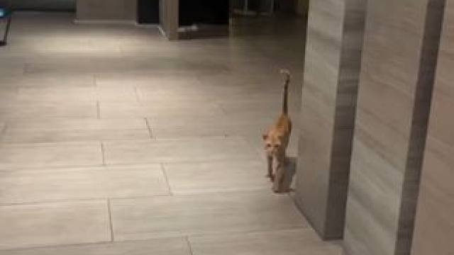 我下楼问保安，猫咪有没有来，保安说没看到，可能是它认得我声音，就出来了，后来又来了两只，可能是它崽的