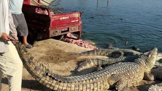 鳄了么吃饱了都不理小哥哥……