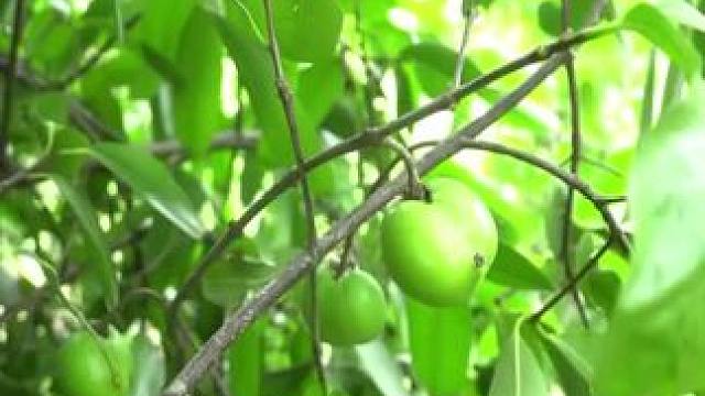 东南亚乡村美食 #原始美味 #山居生活 #纯天然绿色食品 #分享异国风土人情