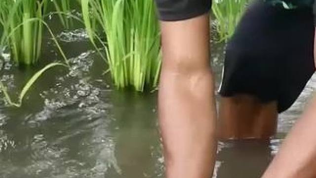 东南亚农村生活 #我的乡村生活 #农村生活 #原始美味 #农村美食