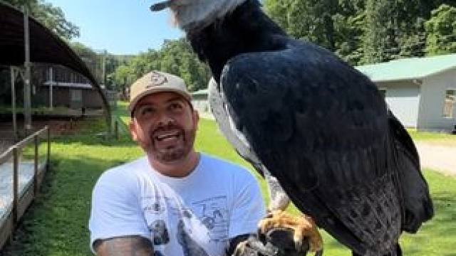 空中霸主美洲角雕 #国外视频分享 #宠物 #角雕