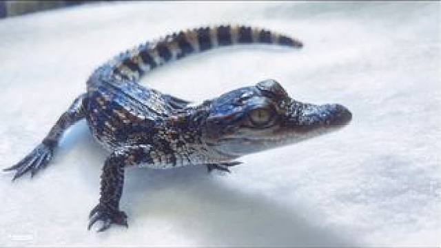 #陪娃写作业 #茶水鳄 #鳄鱼养殖场 #鳄鱼苗 谁不是一个宝贝呢？