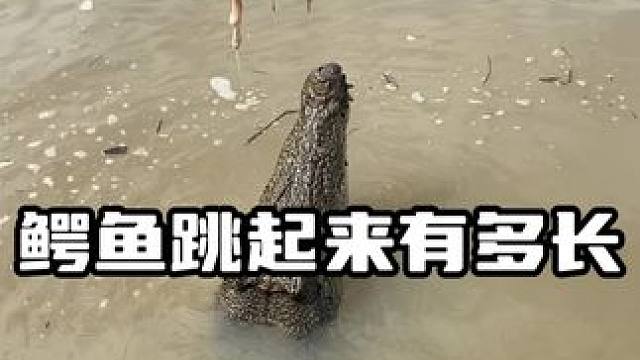 鳄鱼跳起来有多长？ #鳄鱼 #鳄珍 #鳄珍鳄鱼酒