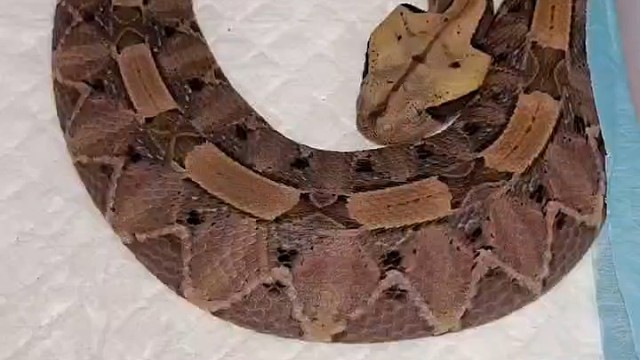 怕蛇的下滑屏幕