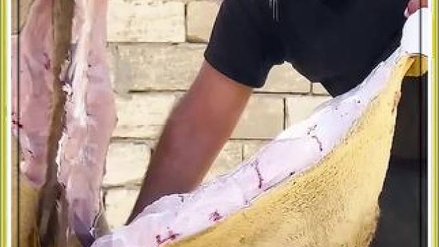 骆驼峰 在古代宫廷美食之一的骆驼峰，在现代是什么做法呢？#骆驼峰 #科普 #美食科普