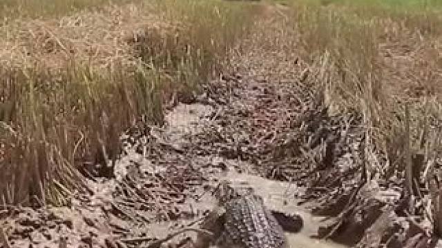 东南亚乡村生活 #我的乡村生活 #原始美味 #乡村美食 #农村生活