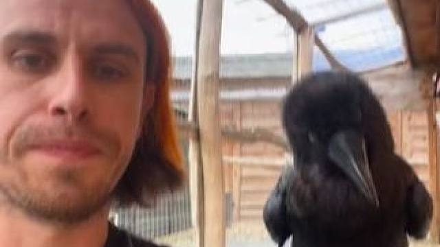 宠物乌鸦 #国外视频分享 #奇妙的动物 #宠物