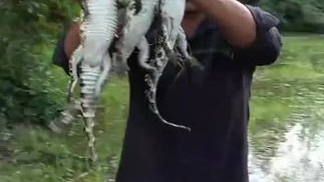 东南亚原始美味 #农村生活 #我的乡村生活 #农村美食 #原始美味