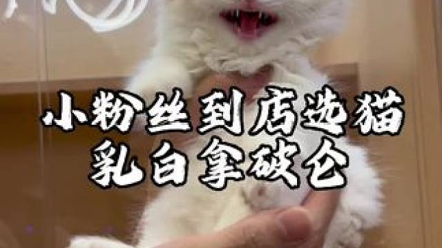 上次的小粉丝带着他的小表哥到店选猫，这小表哥还有点紧张哈哈 #乳白拿破仑#乳白米努特
