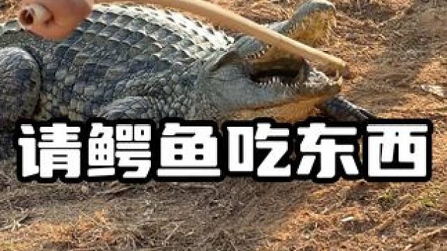请鳄鱼吃东西#鳄鱼 #鳄珍 #鳄珍鳄鱼酒