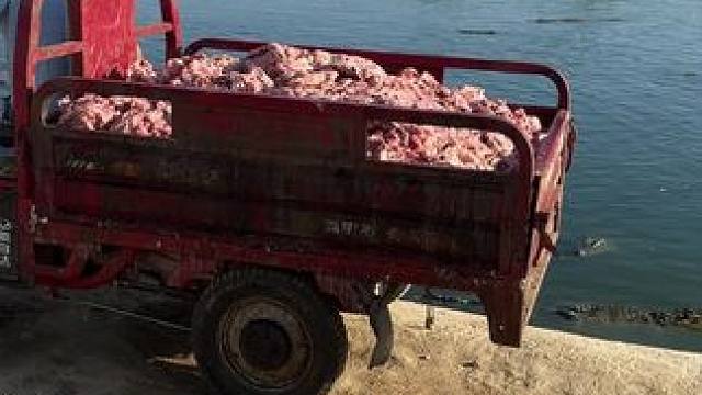 都说喂不饱，后面的鱼没有吃的 ……现在多喂一车