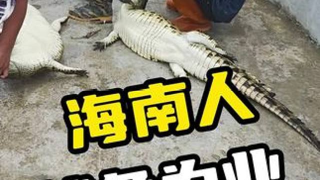 海南人捕鱼为业#鳄鱼 #鳄珍 #鳄鱼养殖场 #鳄鱼皮带