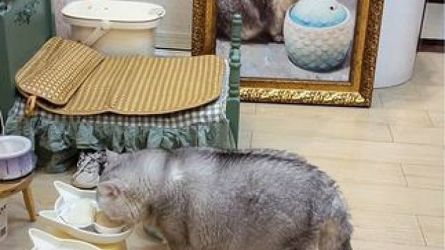 就是很日常的日常#建议大家养只没用的东西在家里 #记录猫咪日常