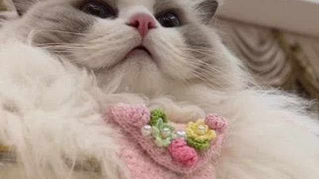 福元生日vlog～猜猜福福今年收到了什么礼物呀 #万物可爱计划 #宅家治愈记 #岁岁都有喵 #谢谢小