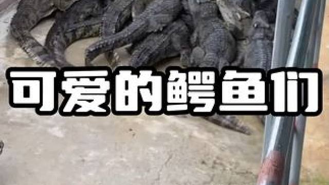 可爱的鳄鱼们#鳄鱼 #鳄珍 #鳄珍鳄鱼酒