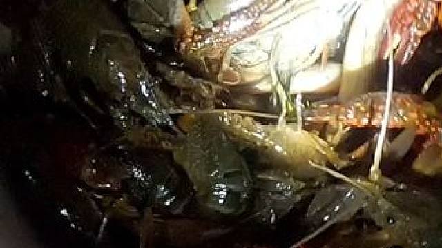 今天晚上主打就是抓小龙虾，看来这个位置的小龙虾还是蛮不错的。#徒手抓鱼 #抓龙虾 #抓黄鳝 #户外打