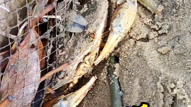 台风后去赶海，螃蟹海螺藏网边，全部暴露