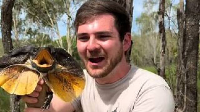 恐龙还活着 #国外视频分享 #野生动物零距离 #伞蜥