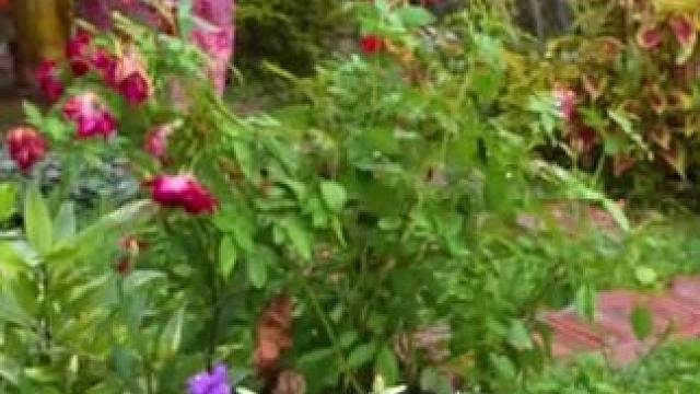 安逸的农场生活 #农村生活 #我的乡村生活 #农村美食 #原始美味