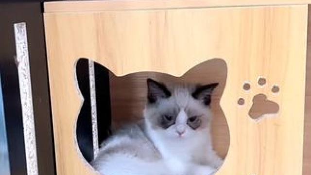 “健身猫咖一体化，日常”#健身 #猫咪 #私教工作室 #减脂塑形