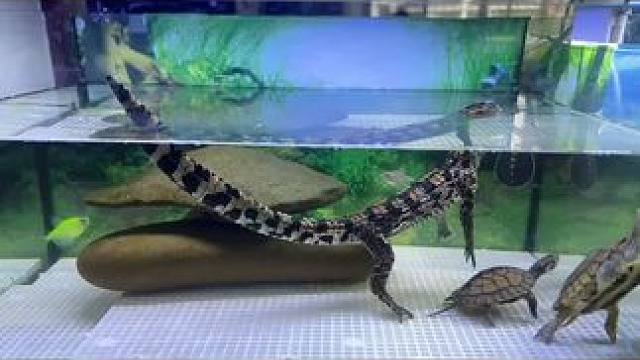 #茶水鳄 #爬宠 #小鳄鱼 可以看看你的鱼缸嘛？拒绝网图