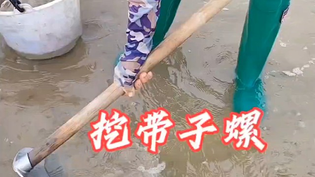退潮后，小渔赶海遇上带子螺群，挖到手累