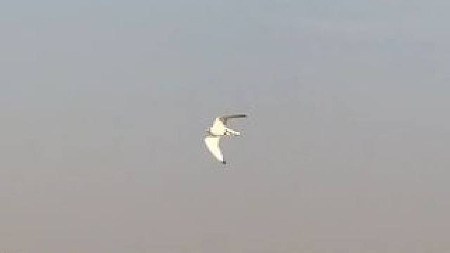 阿拉伯土豪的海东青 #国外视频分享 #奇妙的动物 #宠物