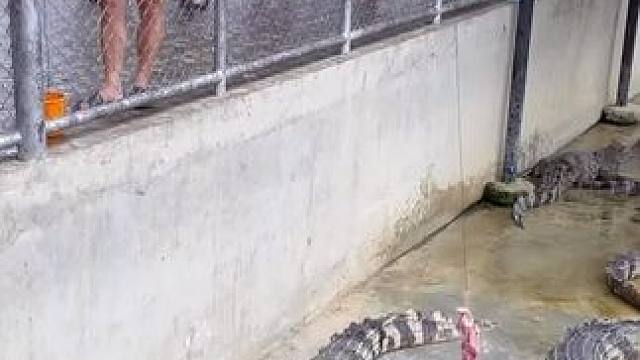 #亲眼看到了动物世界里的场景 #看动物世界品百味人生 #野生动物零距离 #鳄鱼来了 #它乾城梦回汉韵