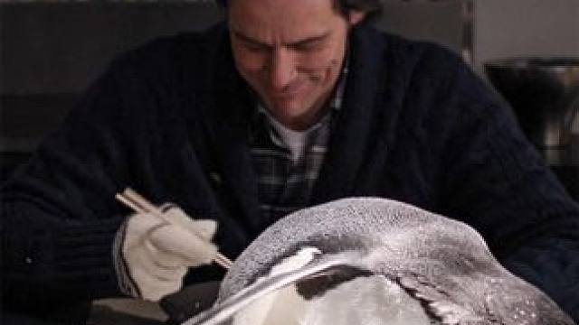 男人养了6只企鹅当宠物，别人遛猫遛狗，他却出门遛企鹅 #电影解说