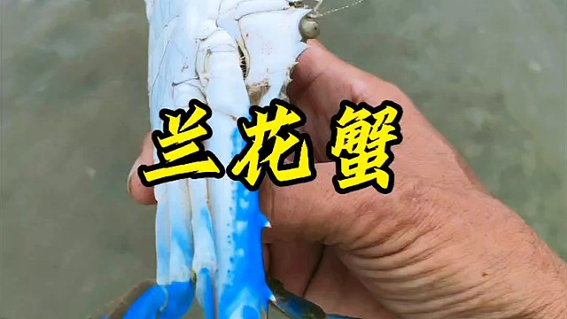 7月大潮水，海鲜隐藏海岸边，简直抓到爽