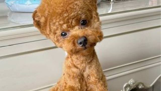 小狗脏了臭了又不能每天洗澡，就给他用这个免洗手套，方便又好用 #萌宠出道计划 #狗狗 #萌宠好物 #