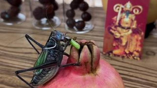 #葫芦福禄 #静心养性