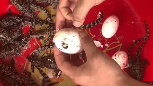 刚出壳的小可爱，真漂亮…