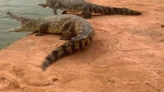 为什么鳄鱼看到我都害怕……什么原因？