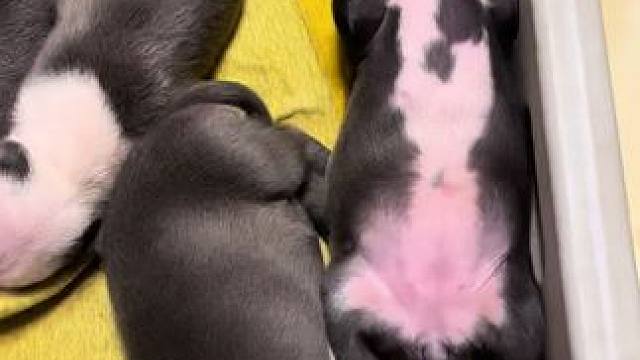 都说人不爱看孩子 这狗都不爱看#斯塔福 #萌宠 #赛级犬 #小奶狗 #看孩子