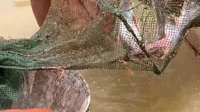 东南亚乡村美食 #农村生活 #我的乡村生活 #原始美味 #农村美食 #农村柴火灶