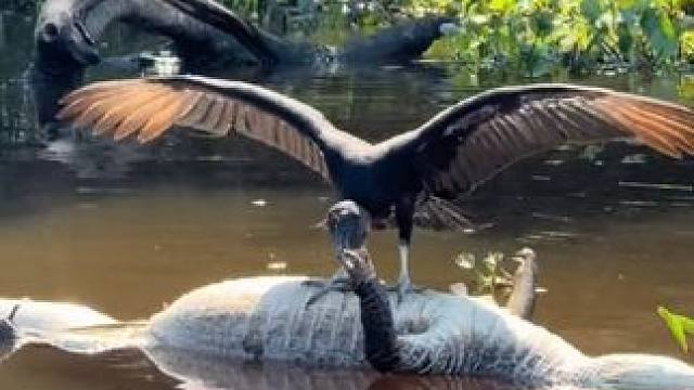 秃鹫收获一顿大餐 #国外视频分享 #奇妙的动物 #野生动物零距离