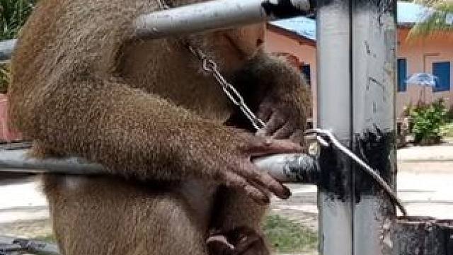 打工猴以老带新准备摘椰子 #国外视频分享 #猴子成精 #打工猴