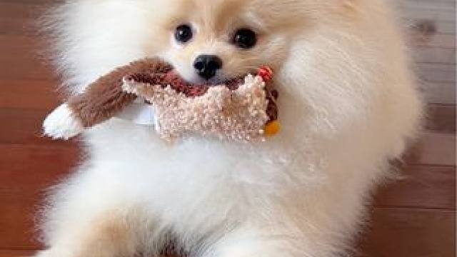 小姨为什么总是抢我玩具！
#水灵灵的小狗 #万物可爱计划 #宅家治愈记 #博美