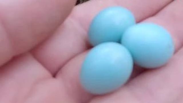 捡菌子第六十八天，天气干燥的原因，走到哪里都是地毯式的搜索。#捡菌子 #山珍美味 #山货 #菌子的季