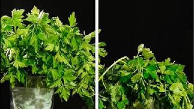 食材储存小技巧 #食材储存 #食材储存小技巧 #生活小技巧 #生活小妙招 #小妙招大作用