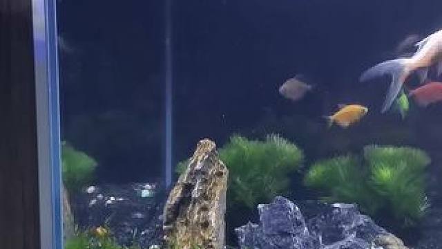 #养鱼养心 #玻璃缸中的大自然