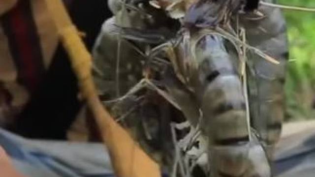 东南亚乌鸦哥 #农村生活 #我的乡村生活 #原始美味 #乡村新农人