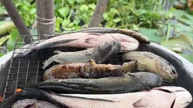 烤鱼 #农村生活 #我的乡村生活